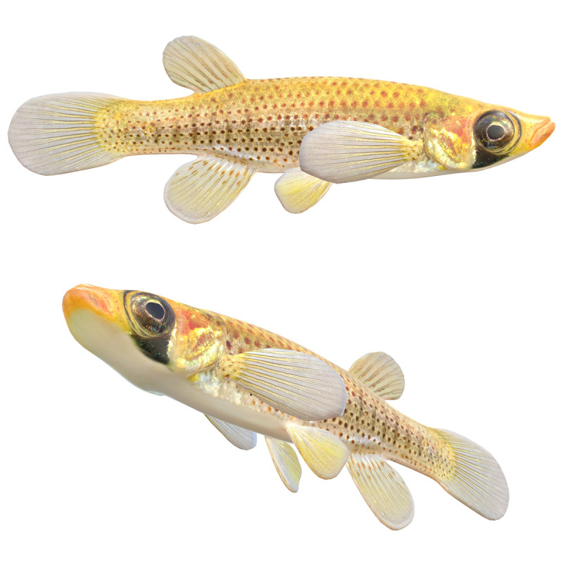 Russetfin Topminnow 鱼 3D 模型 .c4d .max .obj .3ds .fbx .stl .blend