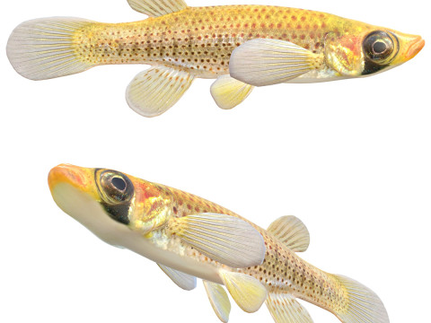 Риба сироїжка 3D Модель