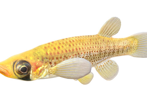 Russetfin Topminnow 鱼 3D 模型