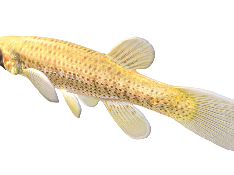Russetfin Topminnow 鱼 3D 模型