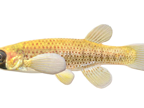 Russetfin Topminnow fish 3D Model