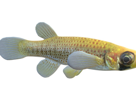 Russetfin Topminnow 鱼 3D 模型