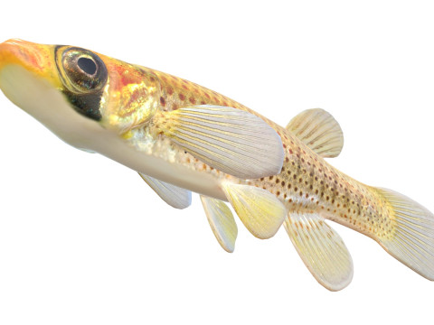 Russetfin Topminnow 鱼 3D 模型