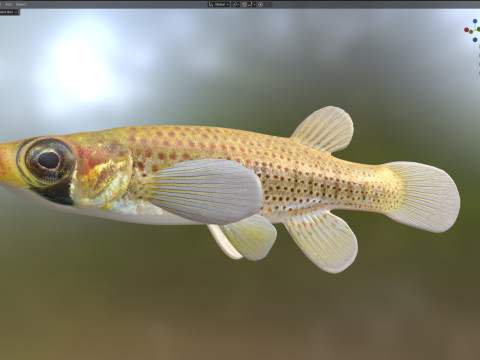 Russetfin Topminnow 鱼 3D 模型