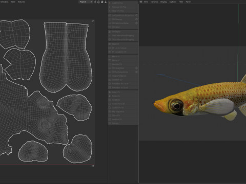 Russetfin Topminnow 鱼 3D 模型