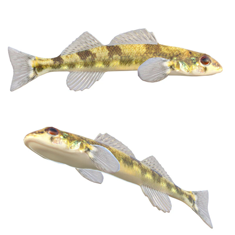 Saddleback Darter fish 3D Model .c4d .max .obj .3ds .fbx .stl .blend