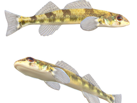 Риба-сідлоберд 3D Модель