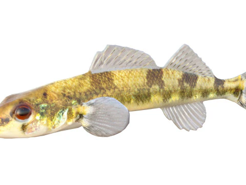 Saddleback Darter fish 3D Model