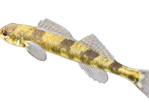 Poisson dard à dos de selle Modèle 3D