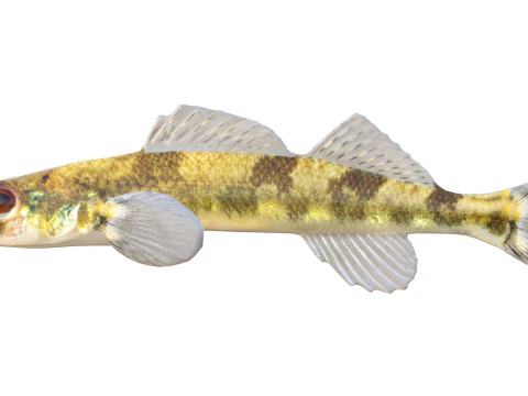 Saddleback Darter fish 3D Model