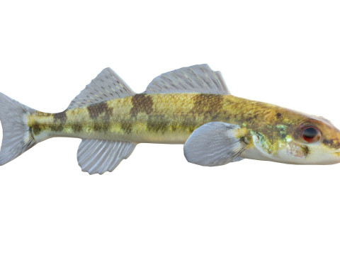 Poisson dard à dos de selle Modèle 3D