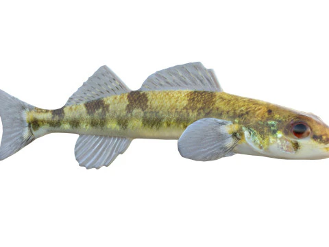 Saddleback Darter fish 3D Model