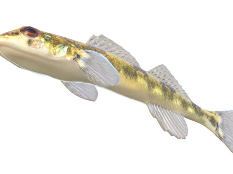 Saddleback Darter fish 3D Model