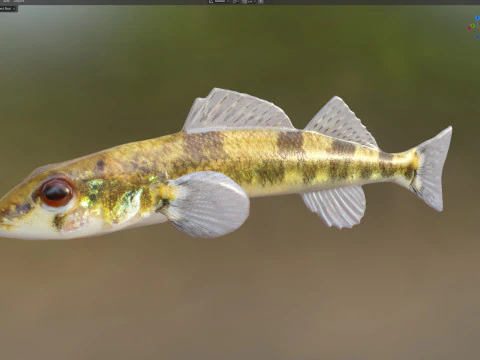 Saddleback Darter fish 3D Model