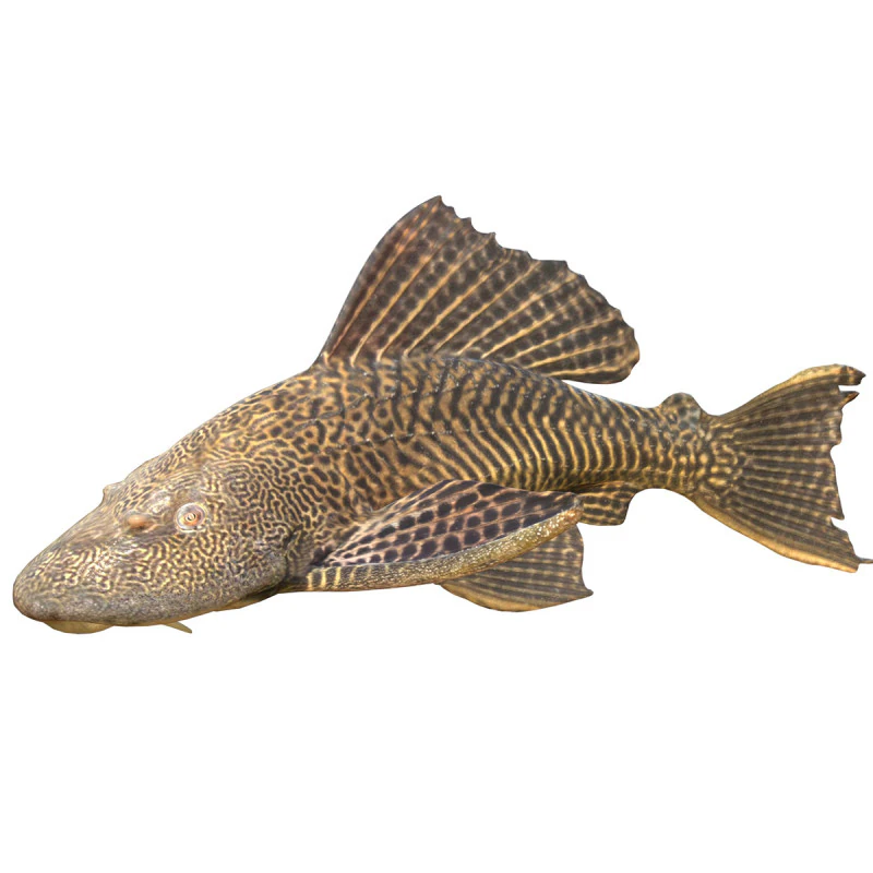 Sailfin Catfishes fish 3D Model .c4d .max .obj .3ds .fbx .stl .blend 