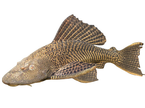 Pescado bagre aleta vela Modelo 3D