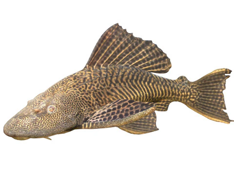 旗鳍鲶鱼鱼 3D 模型