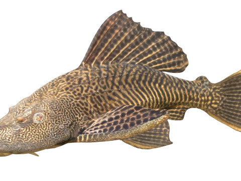 旗鳍鲶鱼鱼 3D 模型