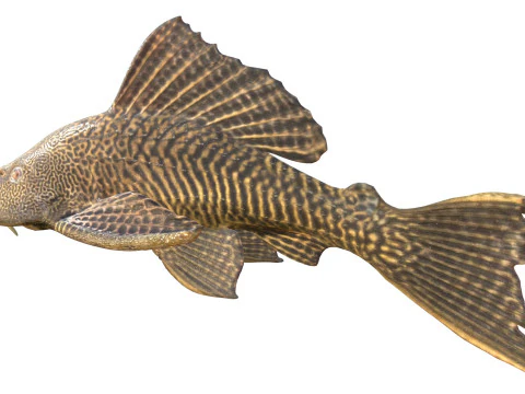 Sailfin Catfishes fish 3D Model