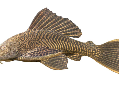 Sailfin Catfishes fish 3D Model