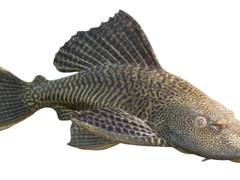 Sailfin Catfishes fish 3D Model
