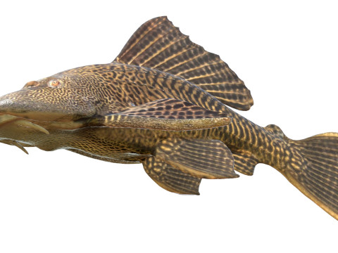 旗鳍鲶鱼鱼 3D 模型