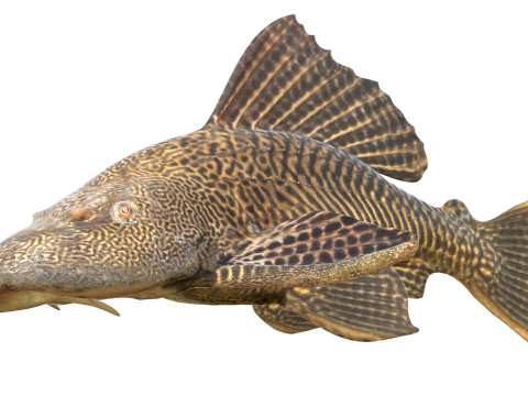 旗鳍鲶鱼鱼 3D 模型