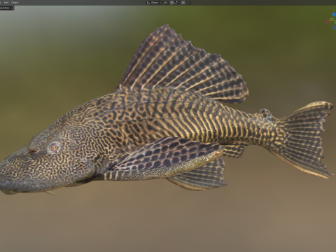 旗鳍鲶鱼鱼 3D 模型
