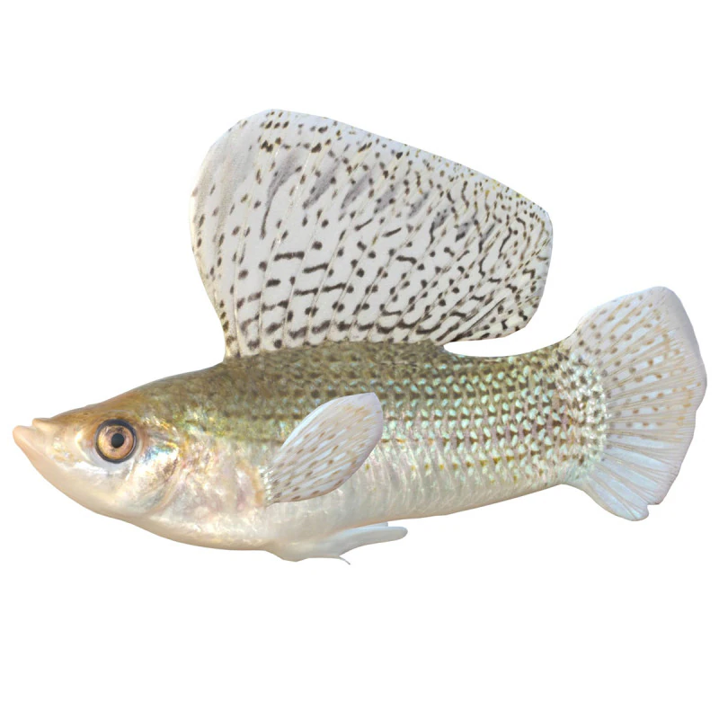Sailfin Molly fish 3D Model .c4d .max .obj .3ds .fbx .stl .blend 