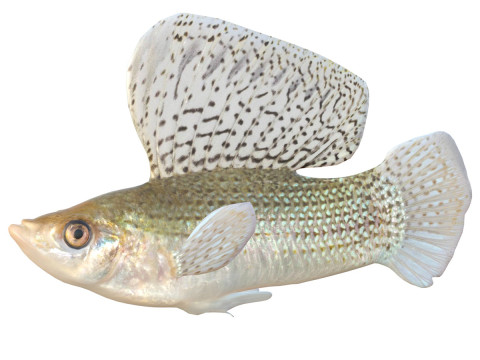 Риба Парусник Моллі 3D Модель