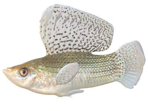 Рыба Парусная Молли 3D Модель