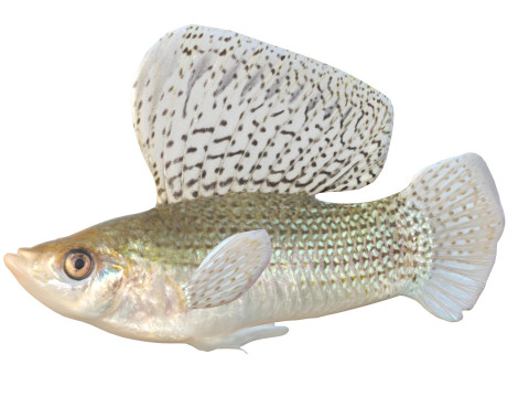 帆鳍莫莉鱼 3D 模型