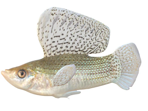 Sailfin Molly fish 3D Model