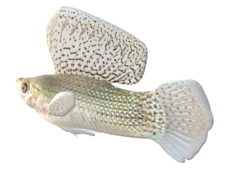 帆鳍莫莉鱼 3D 模型