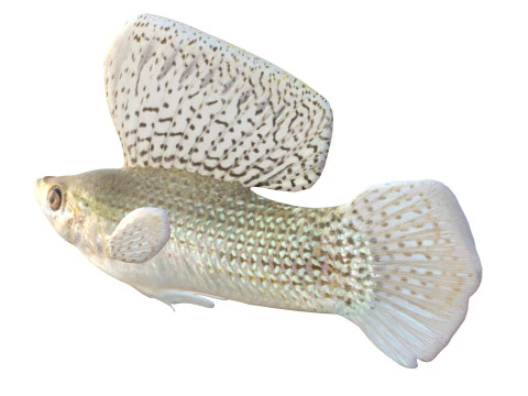 Sailfin Molly fish 3D Model