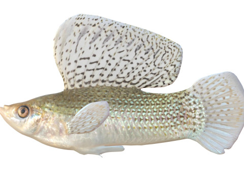 帆鳍莫莉鱼 3D 模型