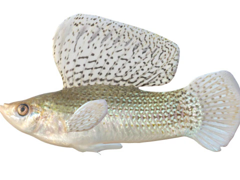 Sailfin Molly fish 3D Model