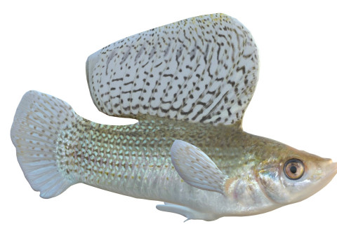 帆鳍莫莉鱼 3D 模型