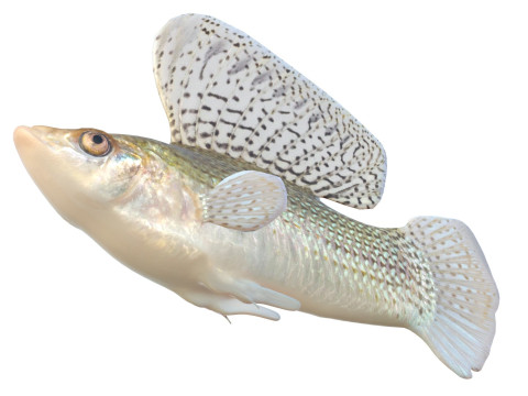 帆鳍莫莉鱼 3D 模型