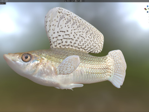 帆鳍莫莉鱼 3D 模型