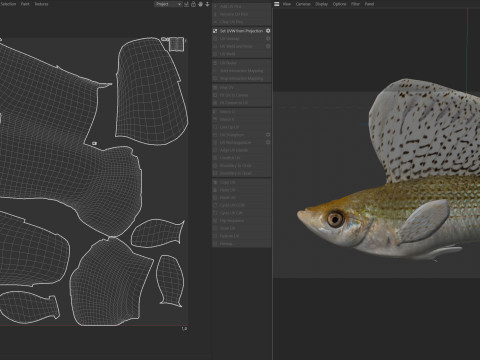 帆鳍莫莉鱼 3D 模型