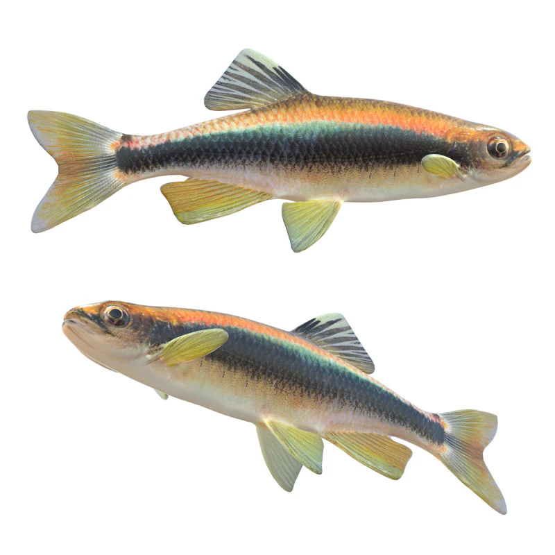 Sailfin Shiner fish 3D Model .c4d .max .obj .3ds .fbx .stl .blend 