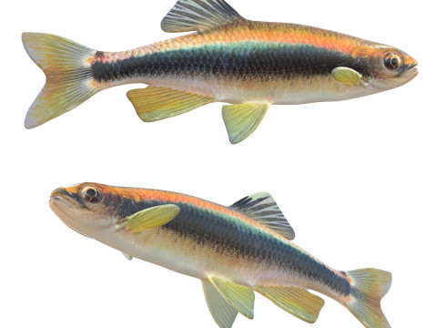 Sailfin Parlatıcı balık 3D Model