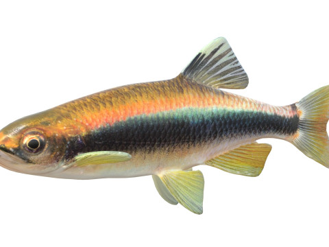 Sailfin Shiner-Fisch 3D Modell