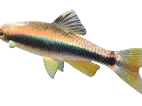 Sailfin Shiner fish 3D Model