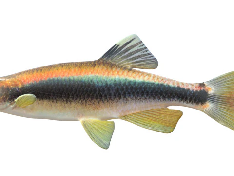 Sailfin Shiner fish 3D Model
