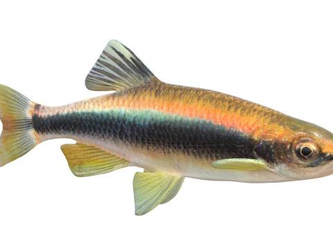 Sailfin Shiner fish 3D Model