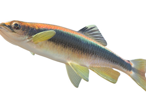 Sailfin Shiner-Fisch 3D Modell