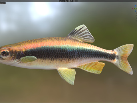 Sailfin Shiner-Fisch 3D Modell