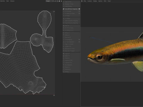 Sailfin Shiner fish 3D Model